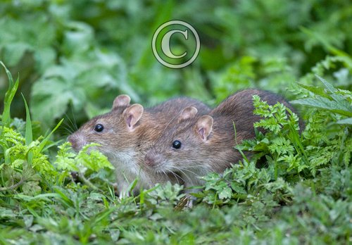 Brown Rats 3 DM0351